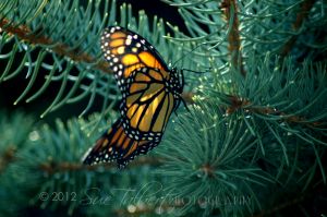 DSC_0111-13.jpg